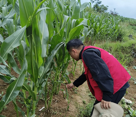 有富策略 人保财险毕节分公司：突发虫害不用慌 保险农服来护航